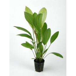 Echinodorus mix