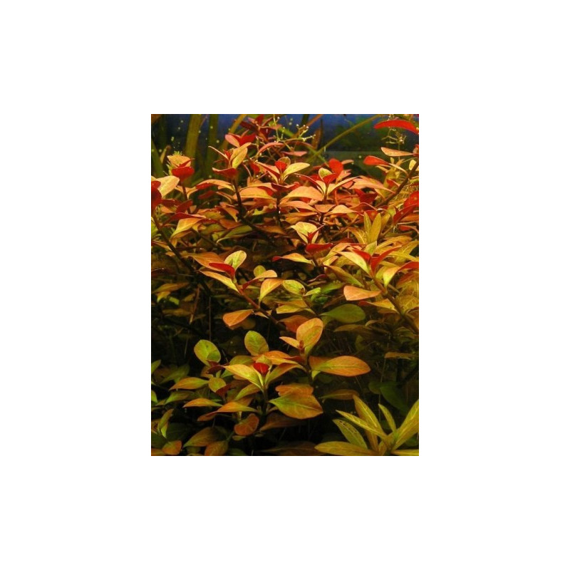 ludwigia repens ludwigia repens