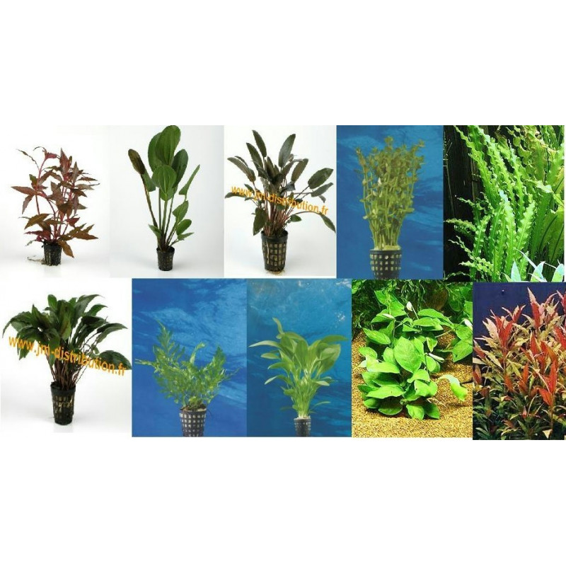 Lot de 15 plantes en pot 