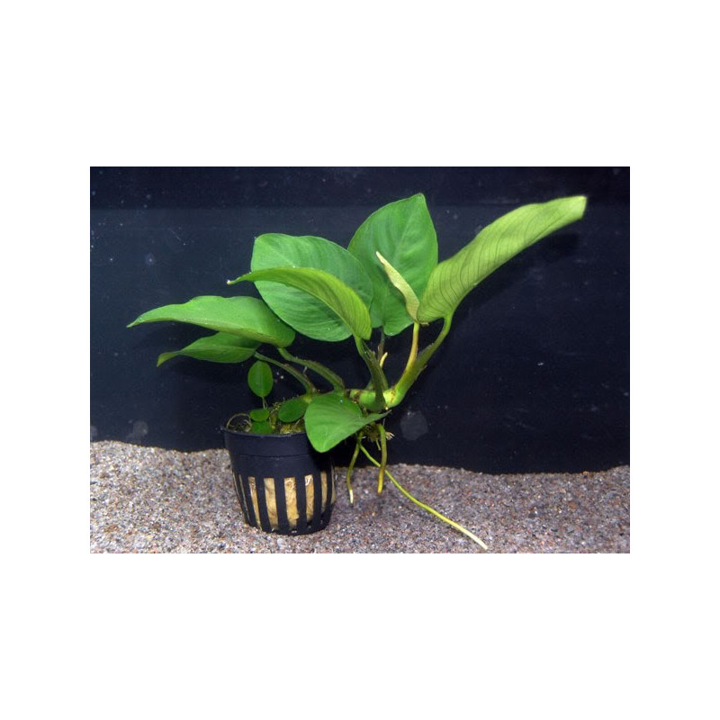 Anubia bartéri Anubia bartéri