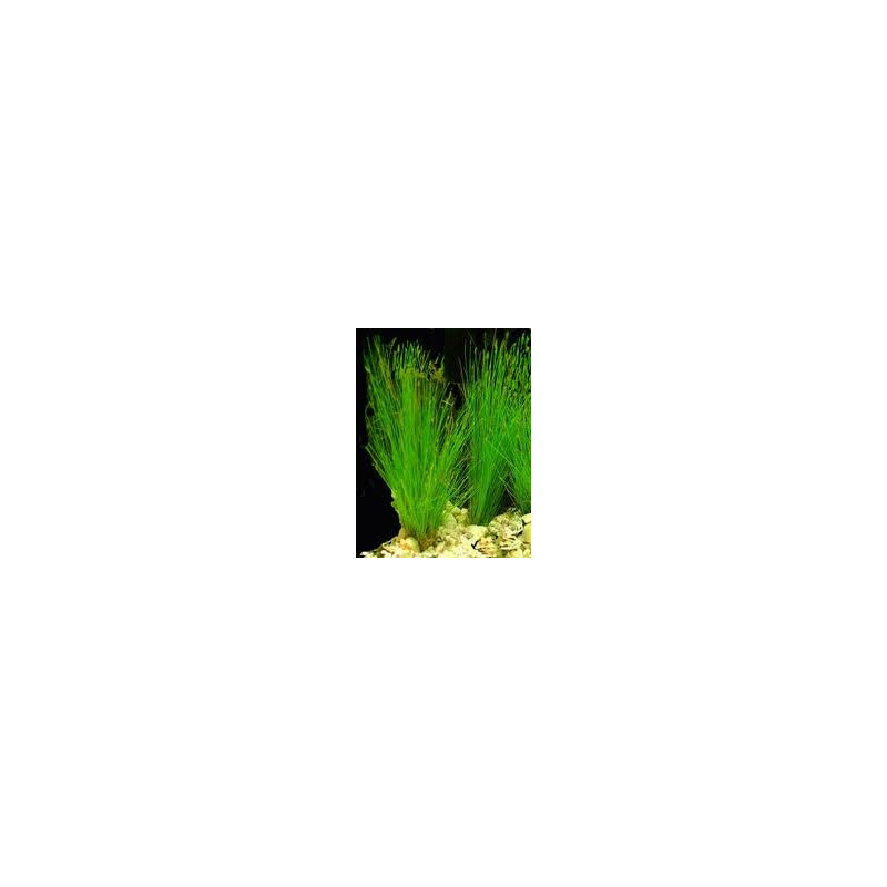 eleocharis acicularis eleocharis acicularis