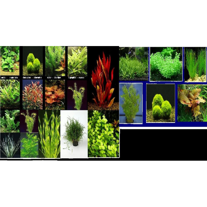 Lot de 10 plantes en bouquet Lot de 10 plantes en bouquet