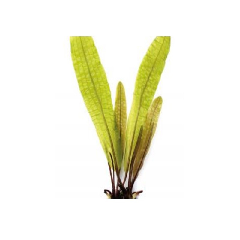 Aponogeton boivinianus bulbe Aponogeton boivinianus bulbe