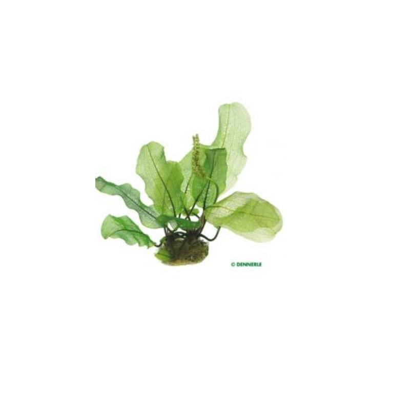 Aponogeton madagascariensis Aponogeton madagascariensis