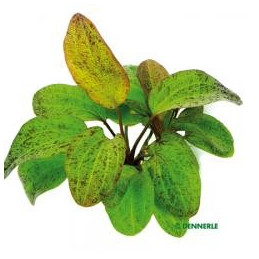 Echinodorus mix
