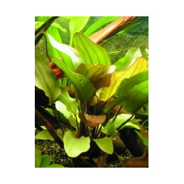 Echinodorus mix