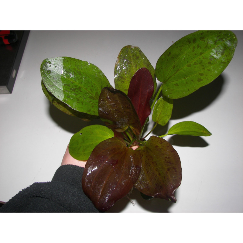 Echinodorus mix