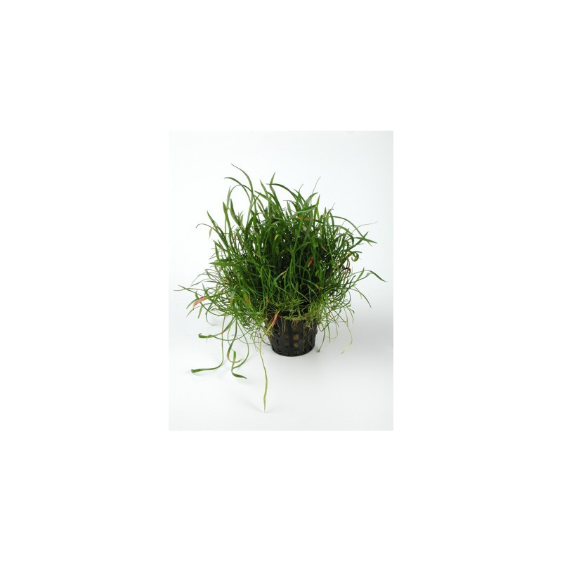 lileopsis pot 5cm lileopsis pot 5cm