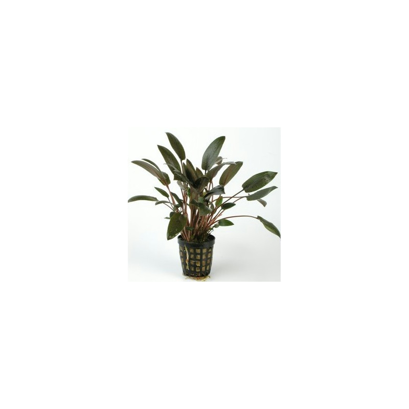 Cryptocoryne wendtii Cryptocoryne wendtii