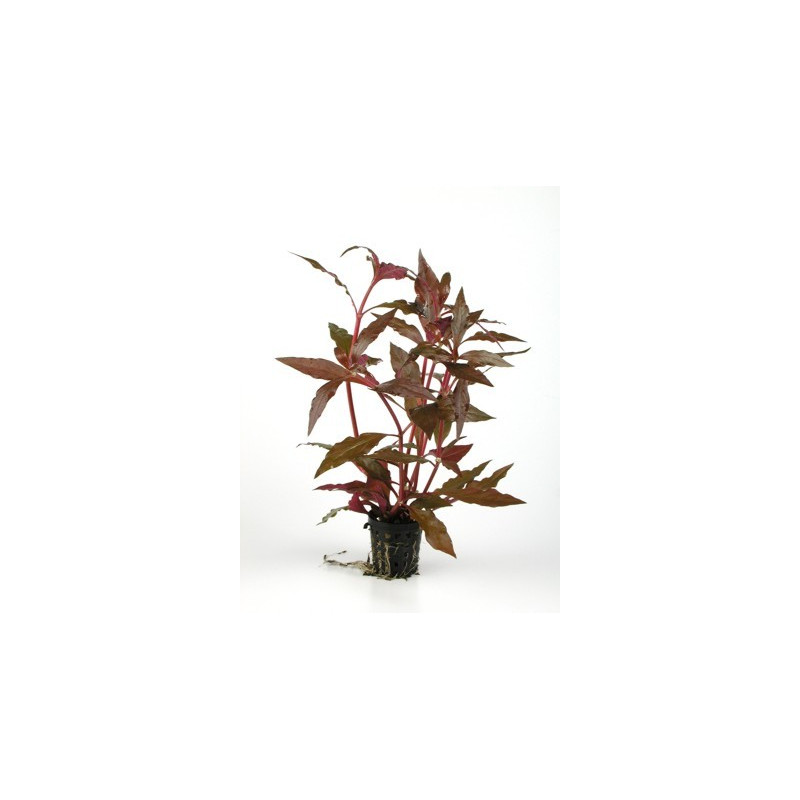 Alternanthera reineckii Alternanthera reineckii