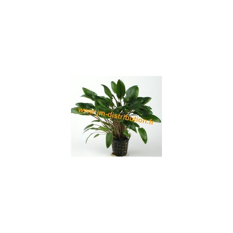 Cryptocoryne wendtii vert Cryptocoryne wendtii vert