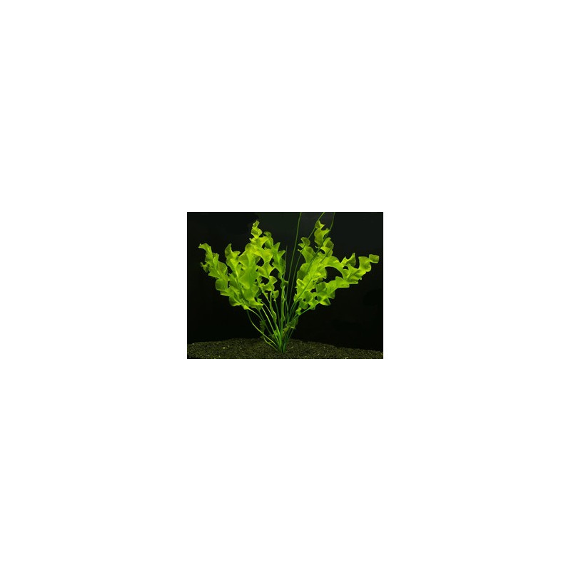 Aponogeton ulvaceus bulbe Aponogeton ulvaceus bulbe