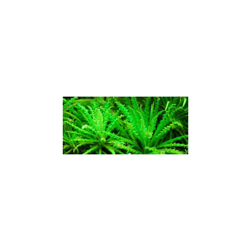 Pogostemon Pogostemon