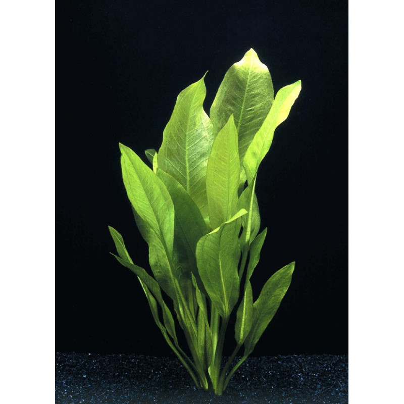 Echinodorus bleheri Echinodorus bleheri