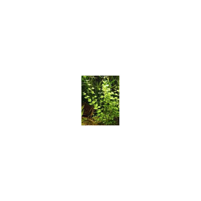 Lysimachia Lysimachia