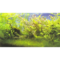 Large variété de plantes aquatiques pour aquarium | Jm Distribution